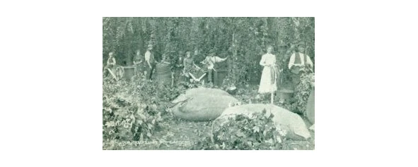 Иллюстрация к книге — Криминальные очерки. Книга II [book-illustration-37.webp]