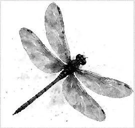 Иллюстрация к книге — Энтомология для слабонервных [book-illustration-1.webp]