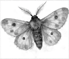 Иллюстрация к книге — Энтомология для слабонервных [book-illustration.webp]