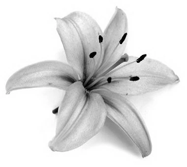 Иллюстрация к книге — Все закончится на нас [book-illustration-1.webp]