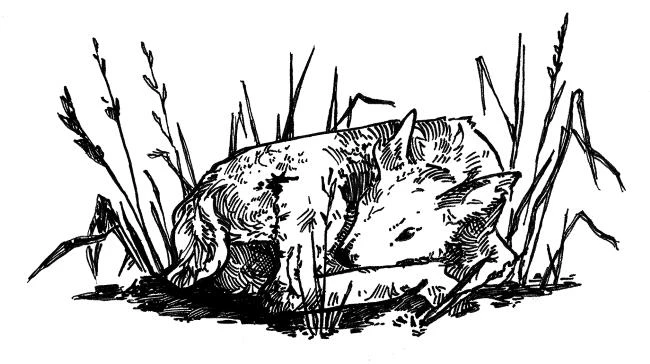 Иллюстрация к книге — Верховенский [book-illustration-6.webp]