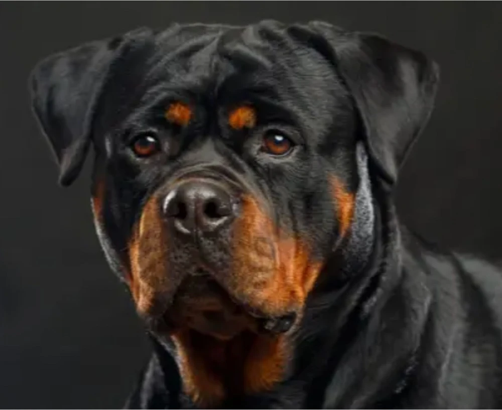 Иллюстрация к книге — Булочка для генерала, или... Во всем виноваты ландыши! [book-illustration-1.webp]