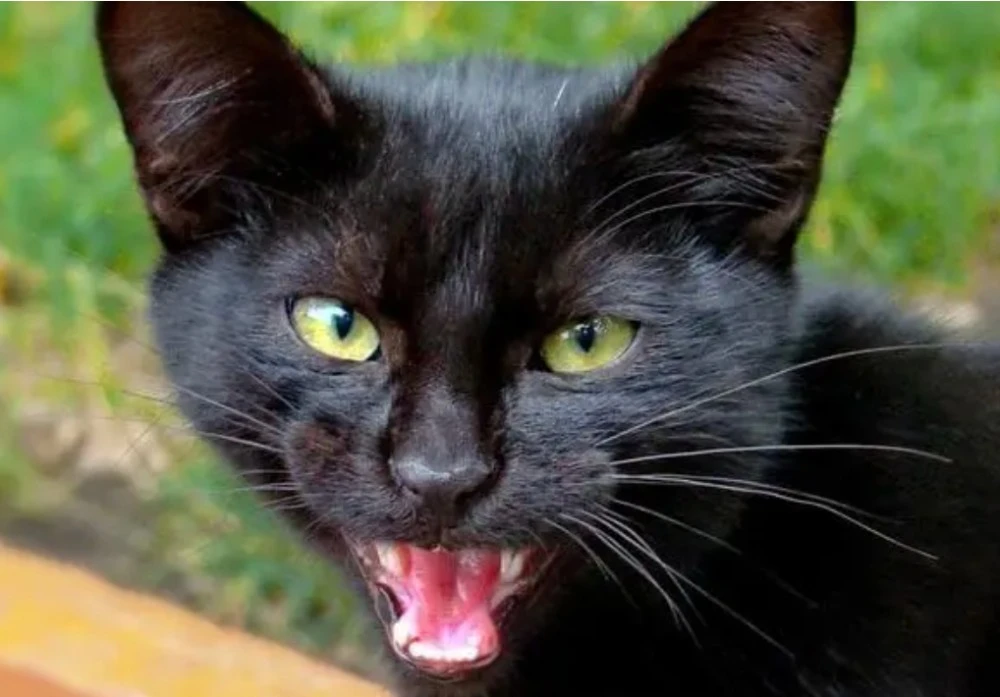 Иллюстрация к книге — Булочка для генерала, или... Во всем виноваты ландыши! [book-illustration-5.webp]