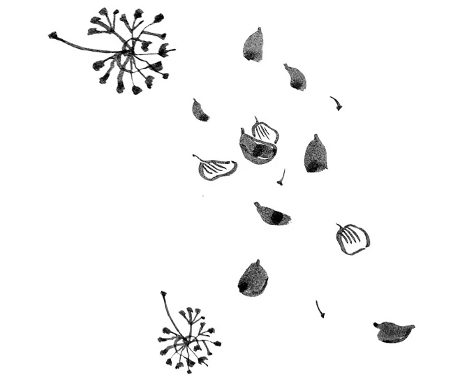 Иллюстрация к книге — Когда отцветает камелия [book-illustration-2.webp]