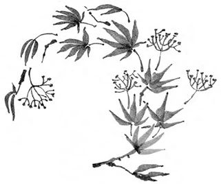 Иллюстрация к книге — Когда отцветает камелия [book-illustration-22.webp]