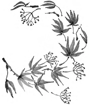 Иллюстрация к книге — Когда отцветает камелия [book-illustration-30.webp]