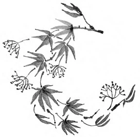 Иллюстрация к книге — Когда отцветает камелия [book-illustration-33.webp]