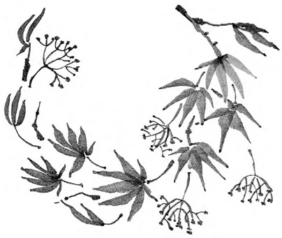 Иллюстрация к книге — Когда отцветает камелия [book-illustration-48.webp]