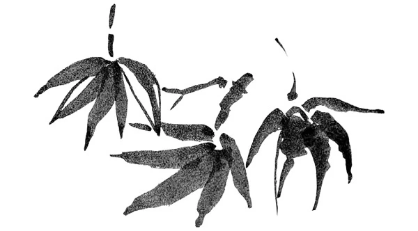 Иллюстрация к книге — Когда отцветает камелия [book-illustration-5.webp]