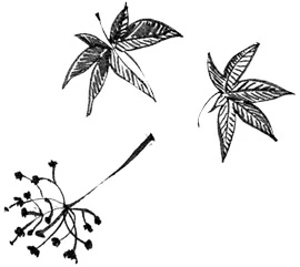 Иллюстрация к книге — Когда отцветает камелия [book-illustration-56.webp]