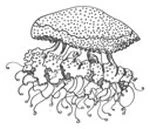 Иллюстрация к книге — Голос прибоя [book-illustration-36.webp]