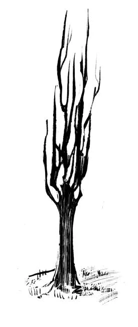 Иллюстрация к книге — Сонный сад [book-illustration-18.webp]