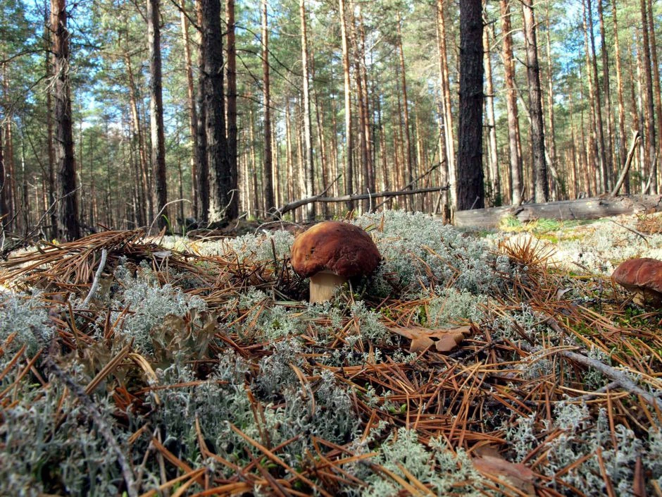 Иллюстрация к книге — За буйки заплывать – разрешается! [book-illustration-10.webp]