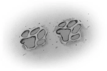Иллюстрация к книге — Тайна кошачьего братства [book-illustration-1.webp]