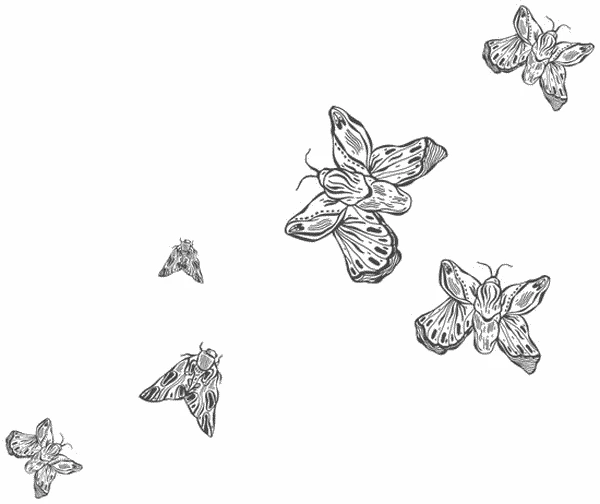 Иллюстрация к книге — Любовь всей моей смерти. Том 1 [book-illustration-12.webp]