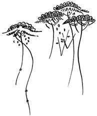 Иллюстрация к книге — Пока не погаснет последний фонарь. Том 3 [book-illustration-6.webp]