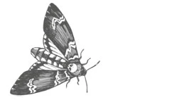 Иллюстрация к книге — Шепот в тишине. Мистические истории [book-illustration-18.webp]