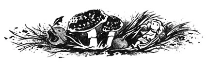 Иллюстрация к книге — Радио «Морок» [book-illustration-4.webp]