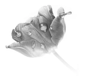 Иллюстрация к книге — Между преданностью и предательством [book-illustration-1.webp]